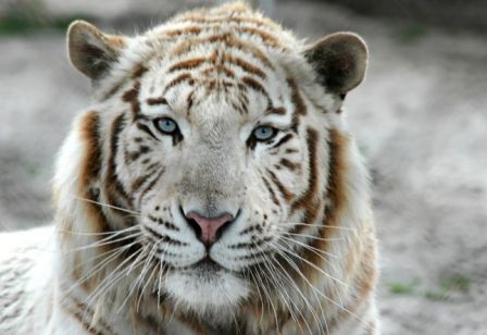 tigre, sept. 2009