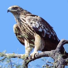 aigle impérial, fév. 2009