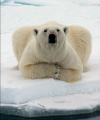 ours blanc, fév. 2009