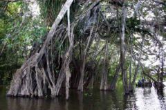 Amazonie, fév. 2009